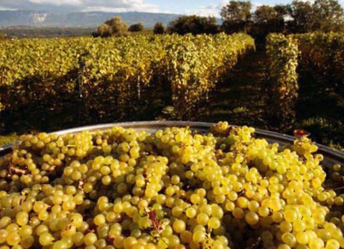 რთველი 2022