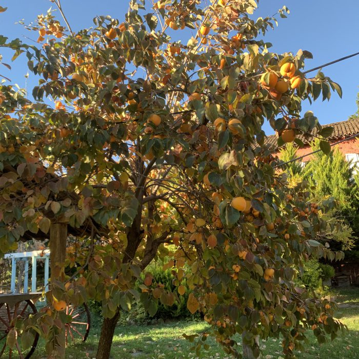 გვიანი შემოდგომა ბადიაურში🍂🍂🍂🍁🍁🍁💕